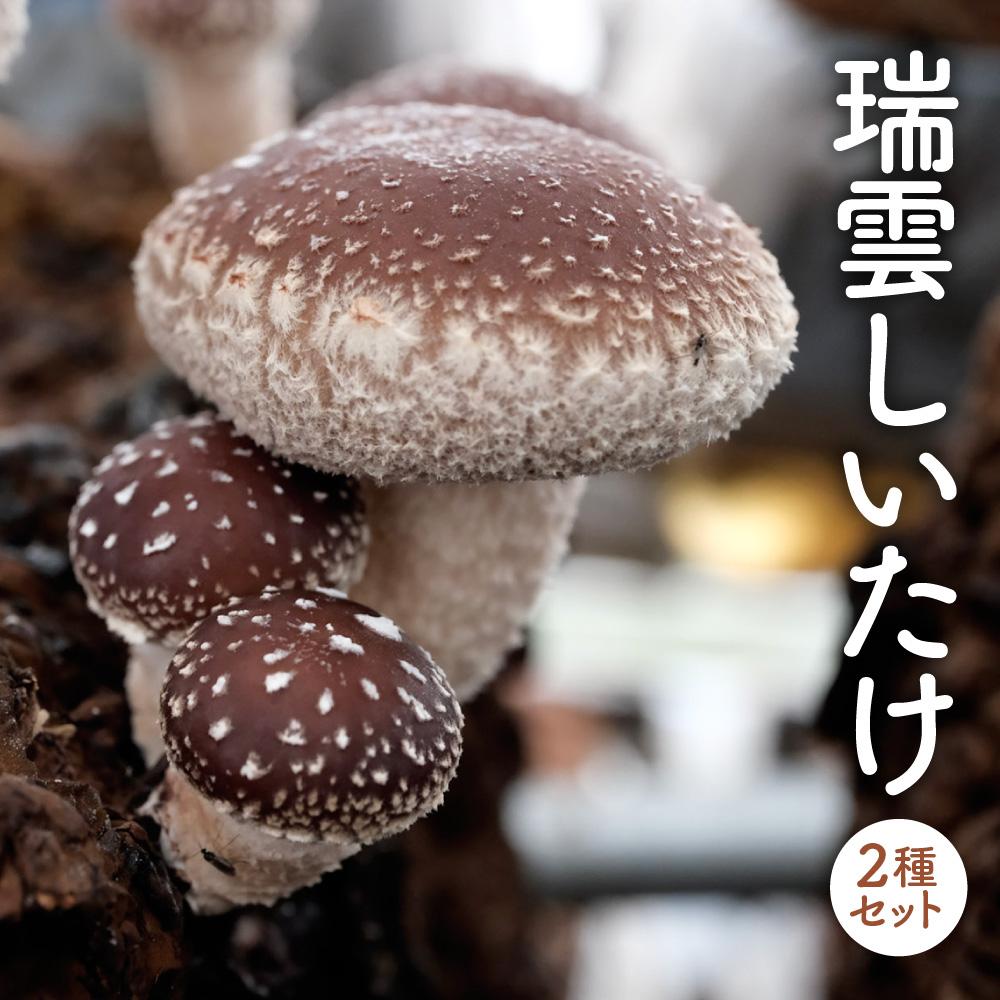 【ふるさと納税】【先行受付】瑞雲しいたけ2種セット／2025年10月～2026年2月上旬頃お届け | 野菜 しいたけ 生しいたけ 乾しいたけ 椎茸 菌床 産地直送 送料無料 楽天ふるさと 納税  返礼品 お取り寄せグルメ 取り寄せ お取り寄せ 三重県 伊賀市 三重 伊賀