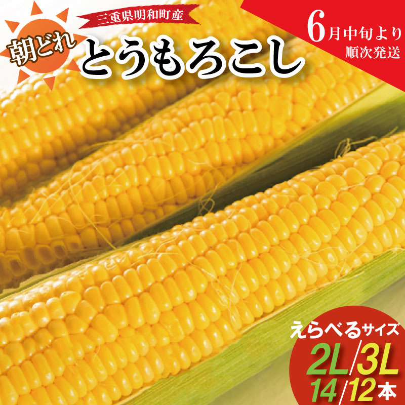 【ふるさと納税】朝採れとうもろこし スイートコーン えらべる 2Lサイズ 3Lサイズ キャンプ BBQ 人気 トウモロコシ 生 野菜 産地直送 朝どれ 甘い 期間限定 国産 旬 夏野菜