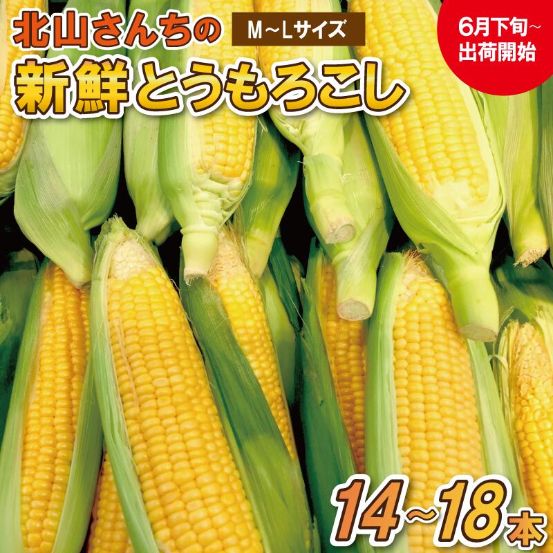 【ふるさと納税】北山さんちの新鮮 とうもろこし キャンプ BBQ 人気 トウモロコシ 生 野菜 産地直送 朝どれ 甘い 期間限定 国産 旬 夏野菜 kn2