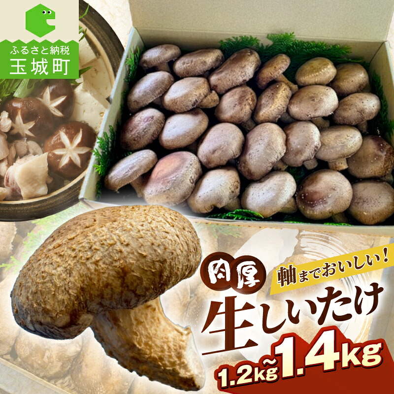 【ふるさと納税】しいたけ きのこ 山菜 生しいたけ 国内産 菌床 肉厚 1.2kg~1.4kg 三重県産 玉城町 (有)MCD 松ちゃん堂|三重県玉城町 ふるさと納税