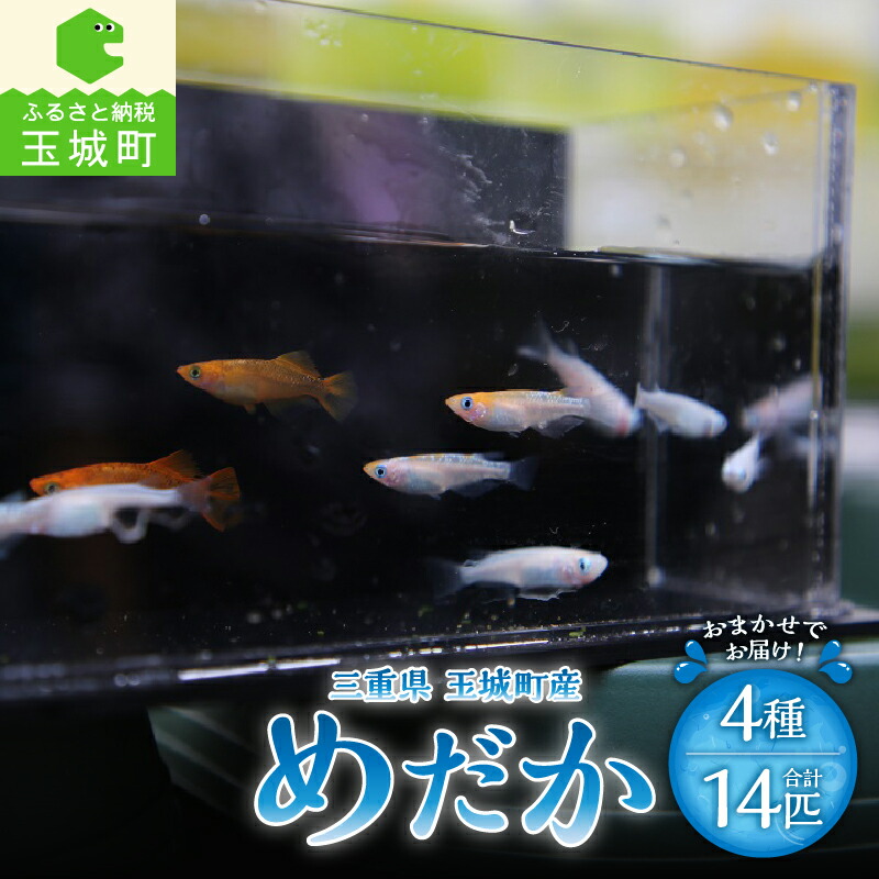 【ふるさと納税】めだか 4種 14匹 メダカ 三重県 玉城町 魚 観賞魚 観賞用 淡水魚 癒し 生き物 淡水 宮川めだかハウス 玉城町観光協会｜三重県玉城町　ふるさと納税