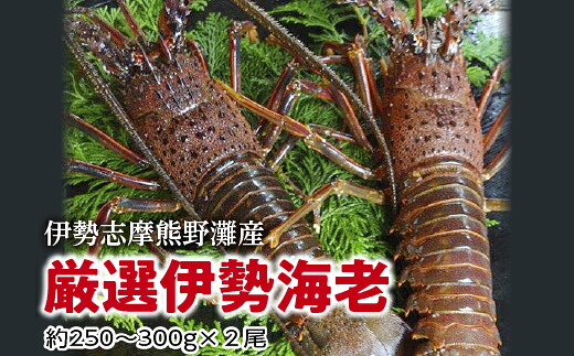【ふるさと納税】伊勢志摩　熊野灘の厳選　伊勢海老　２尾　約500～600ｇ／鈴木水産　生食可能　海鮮　エビ　度会町｜三重県度会町 28,080円