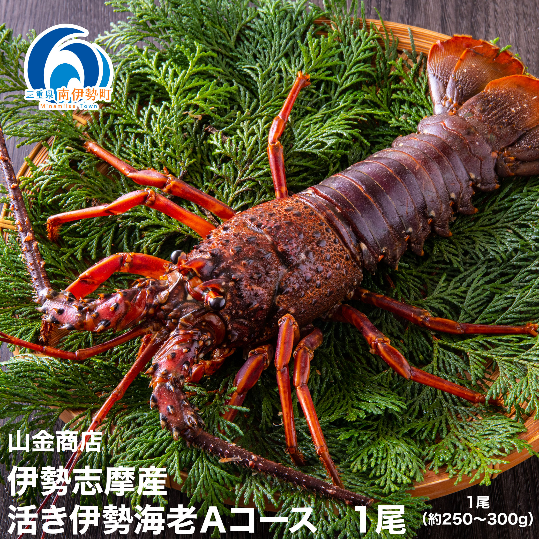 楽天市場】【ふるさと納税】 特大 活き 伊勢海老 Dコース 1尾
