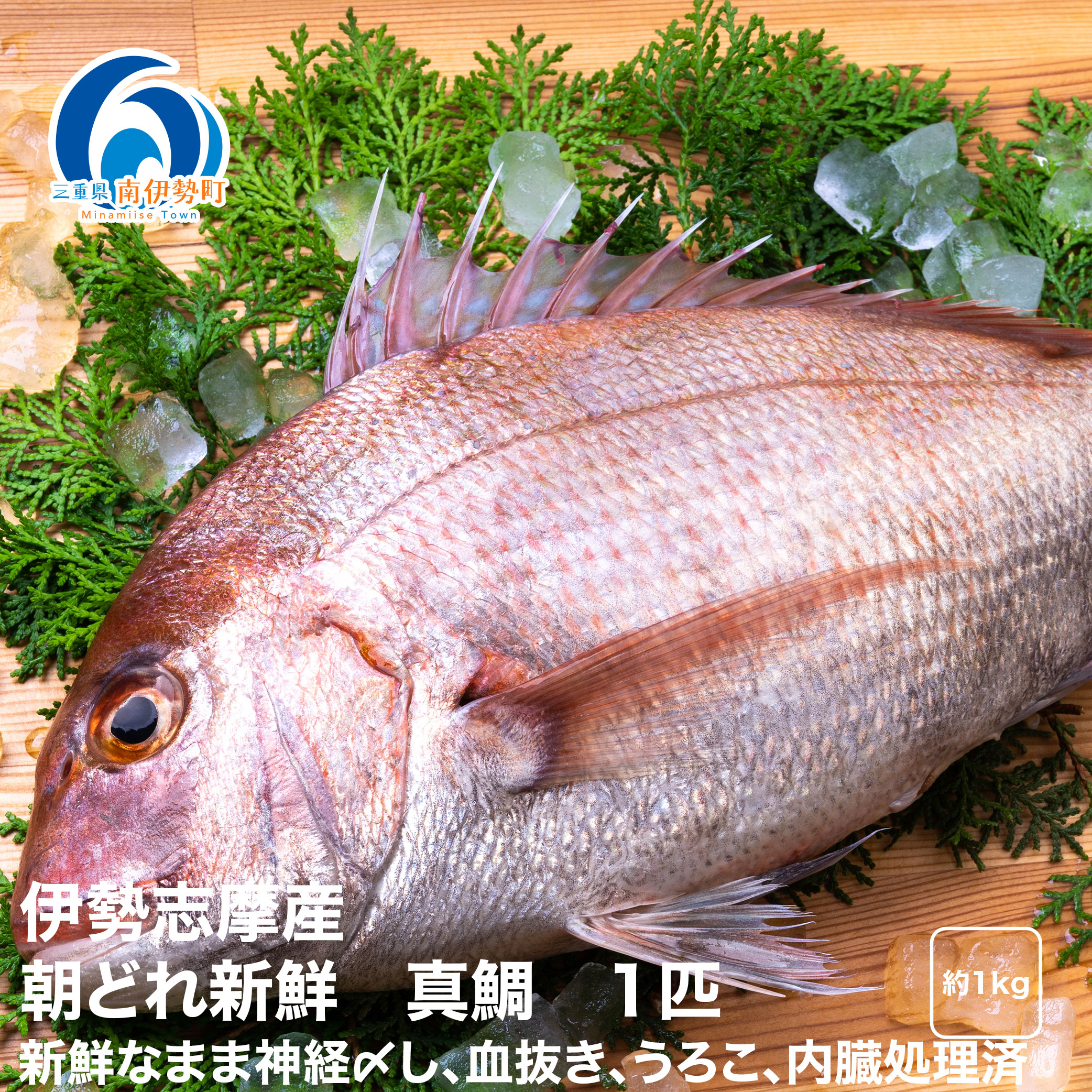 【ふるさと納税】 タイ 鯛 1匹 真鯛 まだい たい tai 新鮮 魚 魚介 海鮮 海産物 海 特産品 海の幸 真空チルド 刺し身 塩焼き 煮付け 丸焼き 尾頭付き ムニエル アクアパッツァ 産地直送 国産 冷蔵 三重県 南伊勢 伊勢 志摩 城水産 朝どれ 内蔵処理済み 8000円 8千円