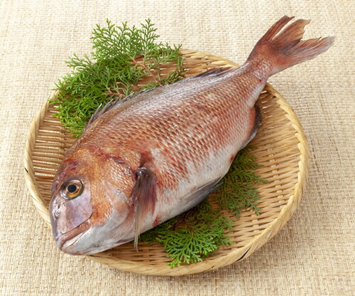 ふるさと納税 冷蔵 あなたに逢い鯛 活きジメ真鯛 3枚おろし皮あり Kg 1 2kg 鯛 真鯛 刺身 鯛めし 伊勢志摩 Lojascarrossel Com Br