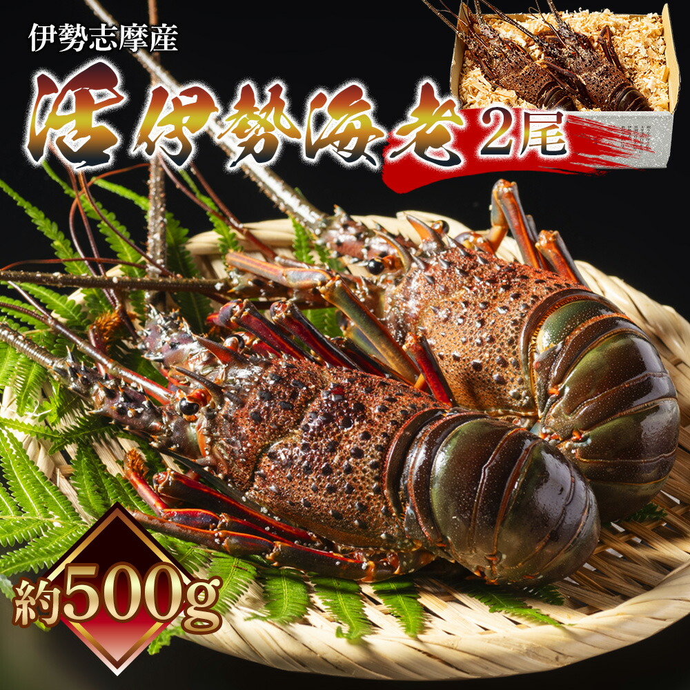 【ふるさと納税】 活 伊勢海老 ２尾入 約500g 丸池 えび 海老 ebi いせえび 伊勢 魚 魚介 海鮮 海産物 海 特産品 うま味 旨味 海の幸 アウトドア バーベキュー 刺身 炭火焼 味噌汁 産地直送 国産 三重 南伊勢 伊勢志摩