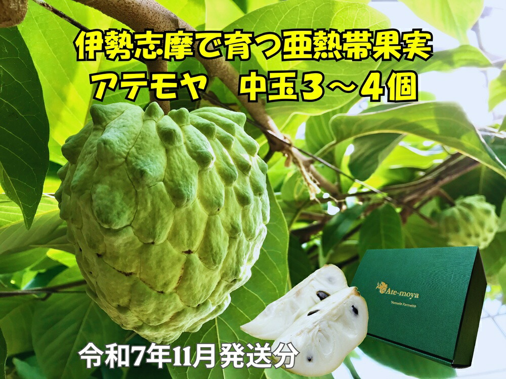 【ふるさと納税】 伊勢志摩産 アテモヤ 中玉３～４個 約1.2kg やまで農園 令和7年11月発送 世界三大美果 果物 ふるさと 納税 くだもの フルーツ 森の アイス クリーム 送料無料 産直 事前予約 三重 南伊勢