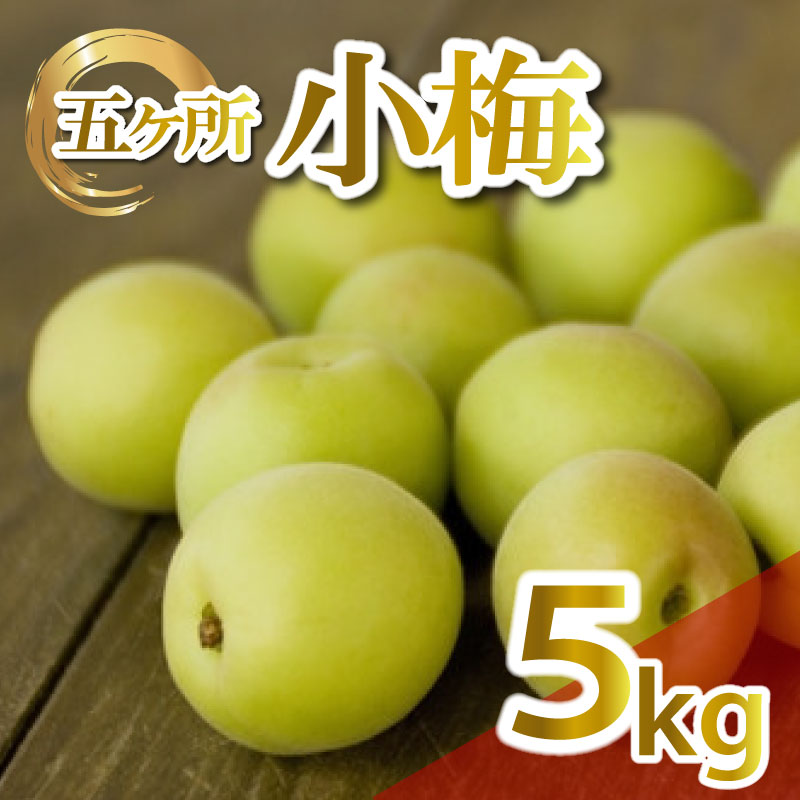 【ふるさと納税】 梅 約 5kg 3L～4L うめ 生梅 青梅 旬 期間限定 梅酒 梅干し 梅干 ジャム シロップ ジュース 五ヶ所小梅 三重県 南伊勢町 伊勢 志摩 JA伊勢