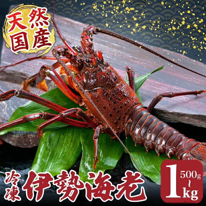 【ふるさと納税】 冷凍 伊勢海老 選べる容量 約500~1000g 伊勢えび 産地直送 天然 国産 海鮮 新鮮 刺し身 味噌 焼き物 ギフト 贈答 えび 海老 ebi いせえび 高級食材 お歳暮 お正月 年末年始 三重県 南伊勢 伊勢 志摩|三重県南伊勢町