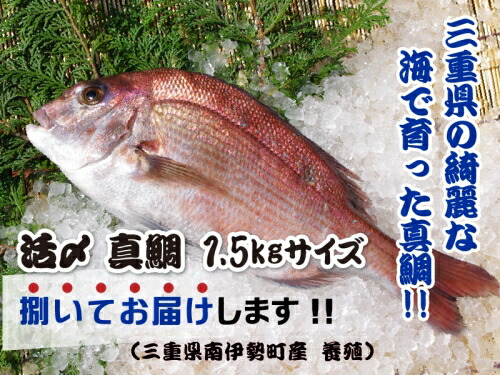 【ふるさと納税】 真鯛  下処理済み 捌いてお届け 約1.5kg 三枚おろし 皮付  活〆 真空パック 鯛 タイ マダイ アラ 魚介 刺身 お刺身 海鮮 海鮮丼 漬け丼 鯛しゃぶ 煮付け しゃぶしゃぶ お造り 煮物 お吸い物 縁起物 国産 マルカ水産 三重県 伊勢 志摩 南伊勢町