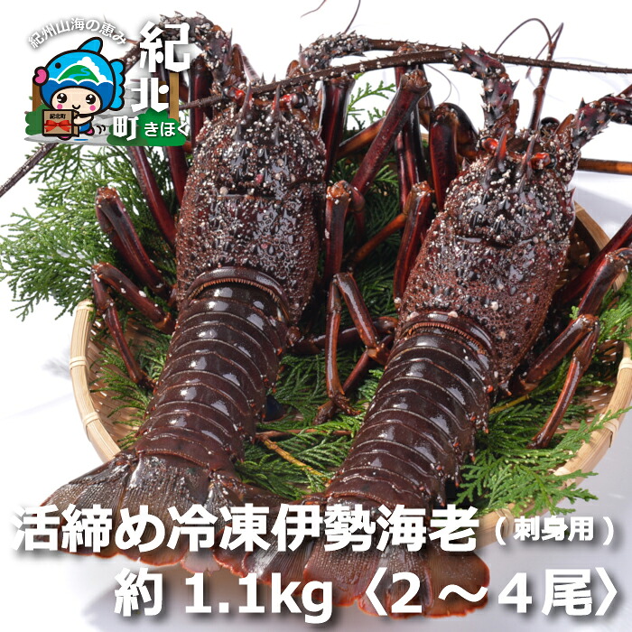 【ふるさと納税】伊勢海老(刺身用)約1.1kg[2尾～4尾] いせえび イセエビ 活締め冷凍【DD15】｜三重県紀北町