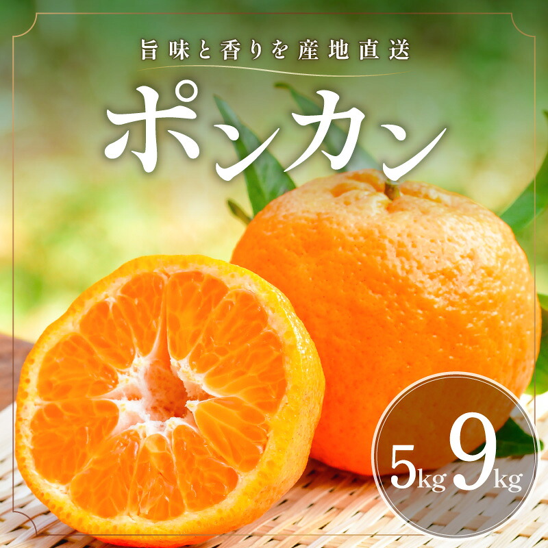 【ふるさと納税】【2027年発送先行予約品】旨みと香りを産地直送！ ミカファーム みかん ポンカン 5kg 9kg 選べる 内容量 │ 数量限定 果物 フルーツ 柑橘 みかん 椪柑 ポンカン 旬 冬｜三重県御浜町 7,700円