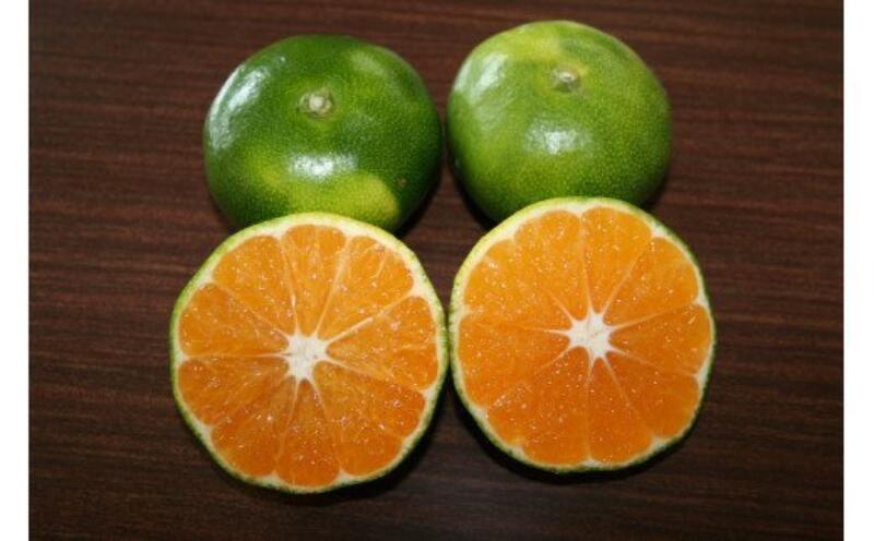 楽天ランキング1位 066 Aなごみかんの味1号 三重県御浜町 超激安 Vancouverfamilymagazine Com