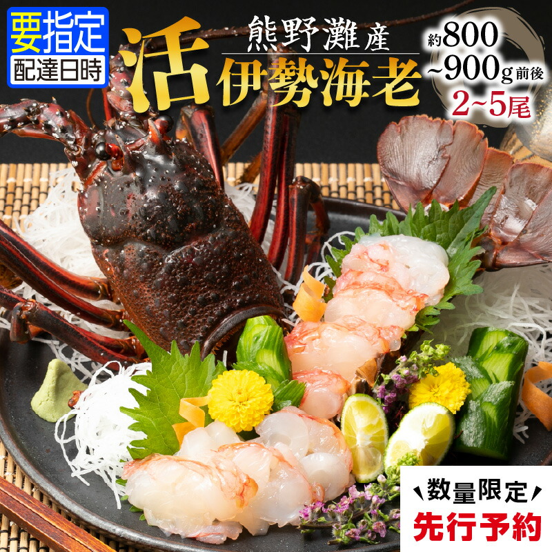 【ふるさと納税】【高評価★5.00 高レビュー★】文恵丸水産 熊野灘産活伊勢海老 黒潮コース 2～5尾 約800g～900g前後【プリプリな食感がたまらない！鮮度抜群！味で勝負！】