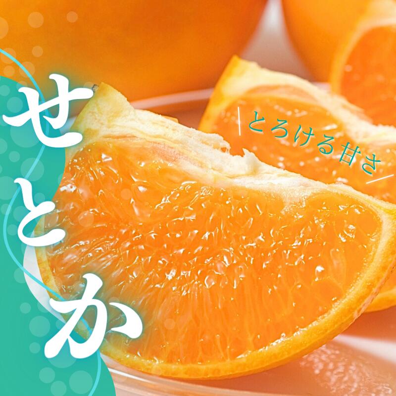 【ふるさと納税】 ＼選べる容量／ せとか L~3L サイズ混合 橋本農園の せとか 3kg 5kg 10kg L~3L サイズ混合 【2026年3月上旬～3月下旬に順次発送】 みかん ミカン 蜜柑 柑橘 果物 くだもの フルーツ 予約 人気 ジューシー 甘い 産地直送 送料無料