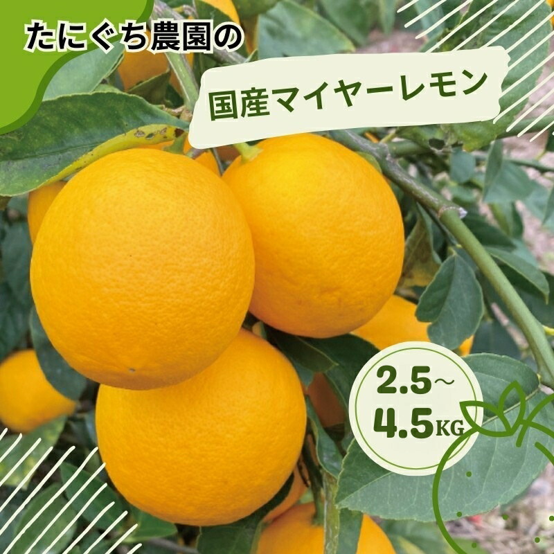 【ふるさと納税】 たにぐち農園の国産マイヤーレモン 2.5kg または 4.5kg【2025年12月～2026年1月初旬の期間で順次発送致します。】 / 檸檬 レモン れもん 柑橘 国産 大容量 数量限定 ご家庭用 家庭用