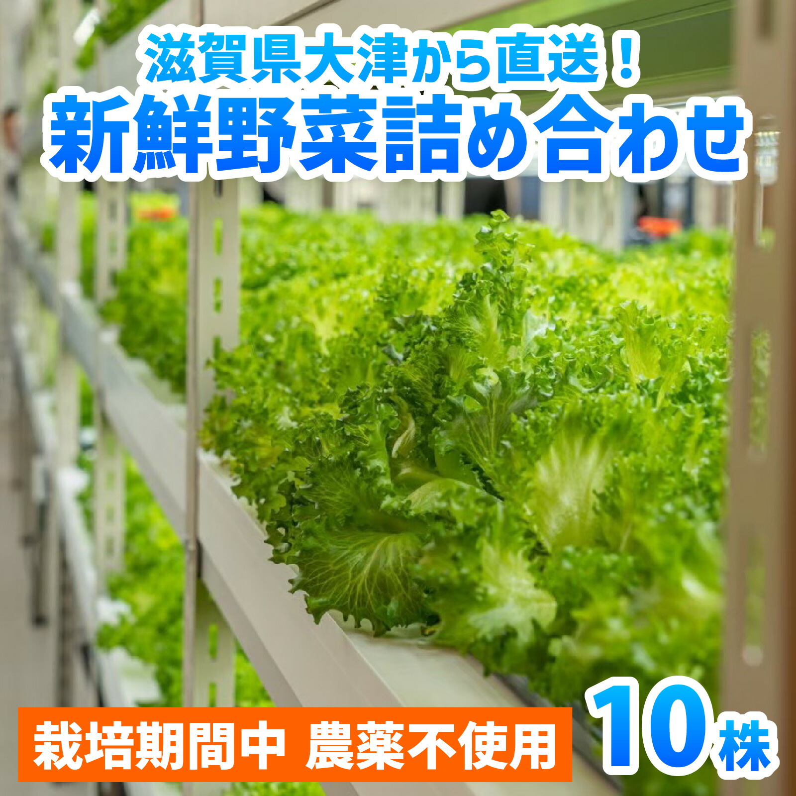 【ふるさと納税】滋賀県大津から 直送 ！ 新鮮 野菜 詰め合わせ（栽培期間中農薬不使用）[BF001] / セット 生野菜 サラダ スープ 冷蔵 水耕栽培