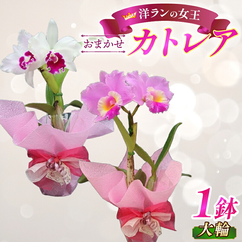 【ふるさと納税】 洋蘭 カトレア鉢花 大輪 1鉢 カトレア 花 鉢植え ガーデニング 室内装飾 園芸 作りだす お花 差し上げ物 生まれ落ちる日 差し上げ物 呉れて遣る 活け花 御花 鉢花 洋蘭 洋幽客 幽客 蘭 おすすめ 滋賀 彦根