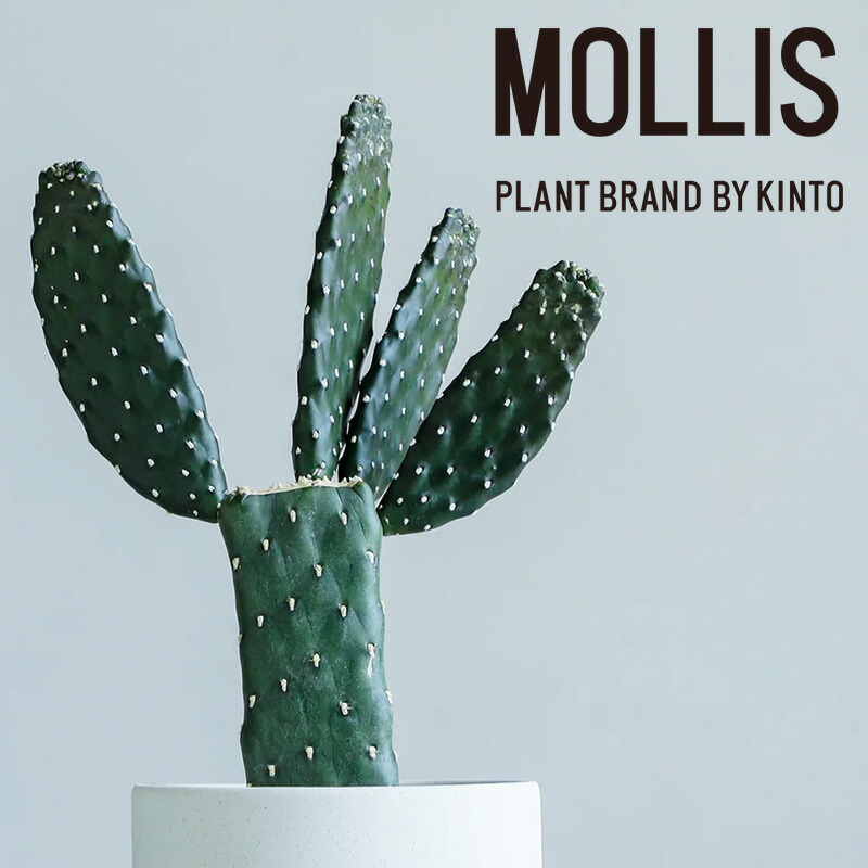 【ふるさと納税】 【 観葉草木 】MOLLIS 墨烏帽子 カクタス 緑であること 室内装飾 KINTO