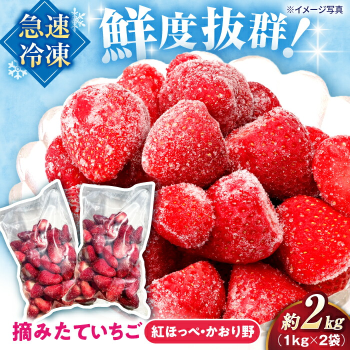 【ふるさと納税】摘みたて冷凍いちご【急速冷凍機使用】紅ほっぺ・かおり野　1kg×2袋　滋賀県長浜市/株式会社みつなりのさと[AQBT003]