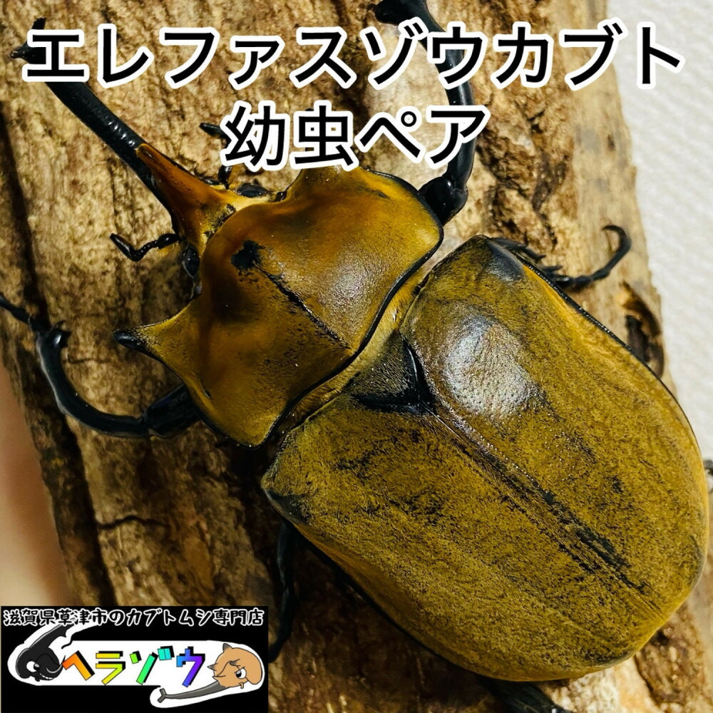 【ふるさと納税】エレファスゾウカブト 幼生 ありの実