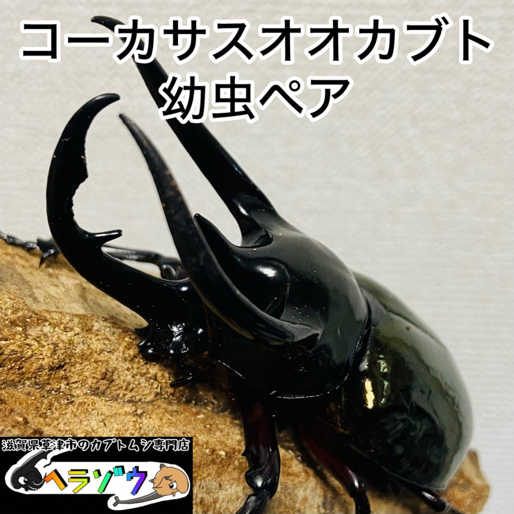 【ふるさと納税】コーカサスオオカブト 幼生 ありの実