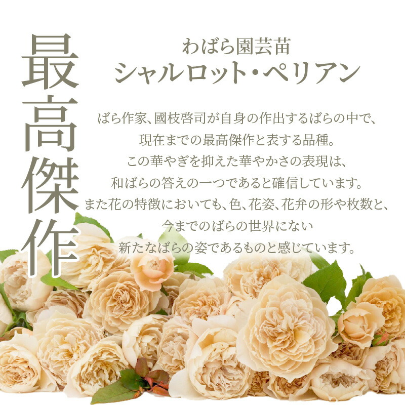 ふるさと納税】鮮やかなバラが庭を彩る 薔薇 苗 シャルロット・ペリアン 一輪咲き 園芸 ポット 6号鉢 ガーデニング WABARA 花のある生活 花  株式会社Rose Universe 滋賀県 守山市 お取り寄せ 送料無料