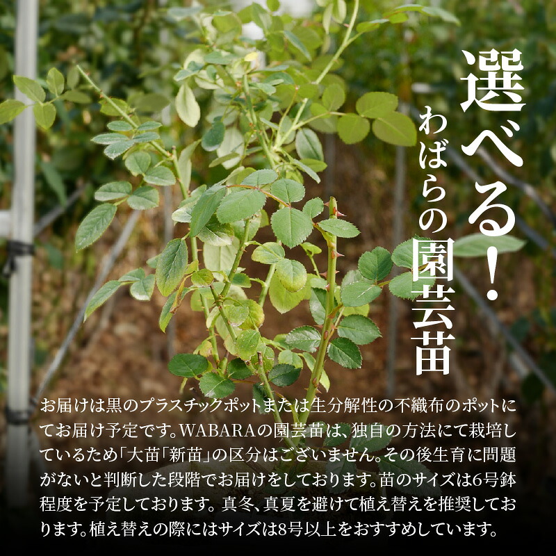 ふるさと納税】鮮やかなバラが庭を彩る わばら バラ 苗 選べる 品種