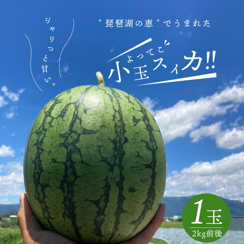 【ふるさと納税】すいか 小玉 1箱 1玉 2kg 前後 ピノガール 5月下旬～8月中旬まで順次発送 糖度が高い 滋賀県 守山市 よってこファーム お取り寄せ お取り寄せフルーツ デザート 果物 食品 食べ物 送料無料