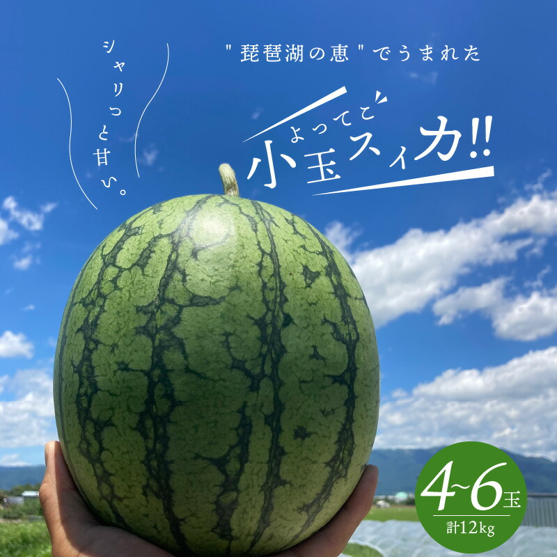 【ふるさと納税】すいか 小玉 1箱 4～6玉 1玉あたり 2kg 前後 ピノガール5月下旬～8月中旬まで順次発送 糖度が高い 滋賀県 守山市 よってこファーム お取り寄せ お取り寄せフルーツ デザート 果物 食品 食べ物 送料無料