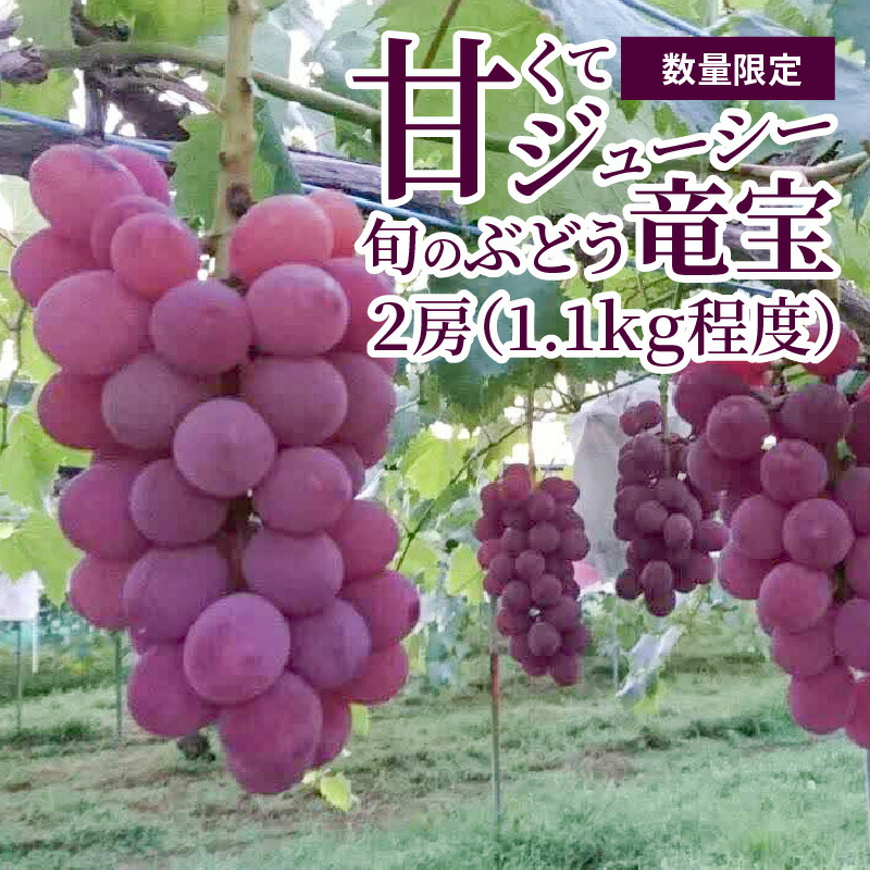 【ふるさと納税】【数量限定】 ８月お届け ぶどう 2房 1.1kg 旬のブドウ 産直 フルーツ 果物 大きい房 竜宝 ジューシー 高糖度 甘い 柔らかい みずみずしい 冷蔵発送 お取り寄せ お取り寄せフルーツ 贈り物 ギフト 送料無料