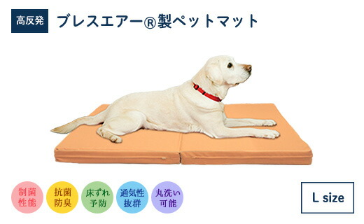 【猛暑打つ手】東近江市に冷やりとしたがいっぱい！