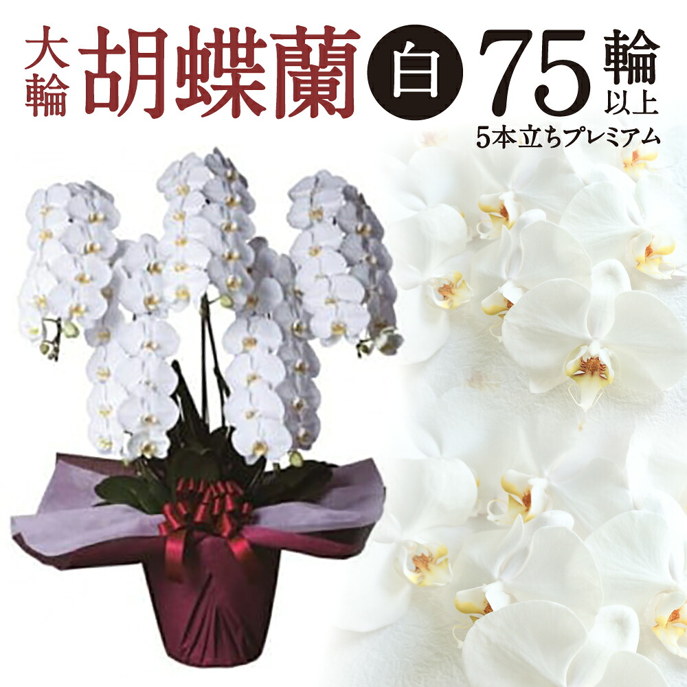 【猛暑打つ手】東近江市に冷やりとしたがいっぱい！