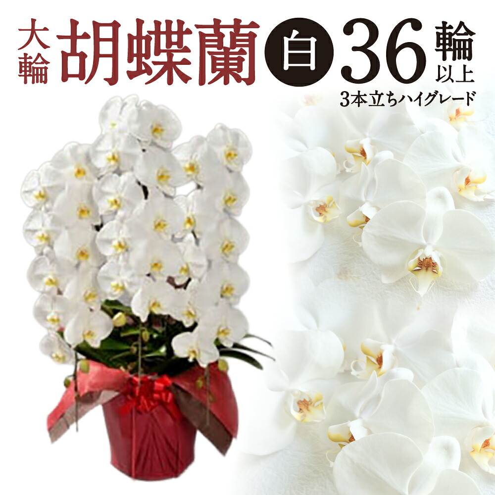 【猛暑打つ手】東近江市に冷やりとしたがいっぱい！