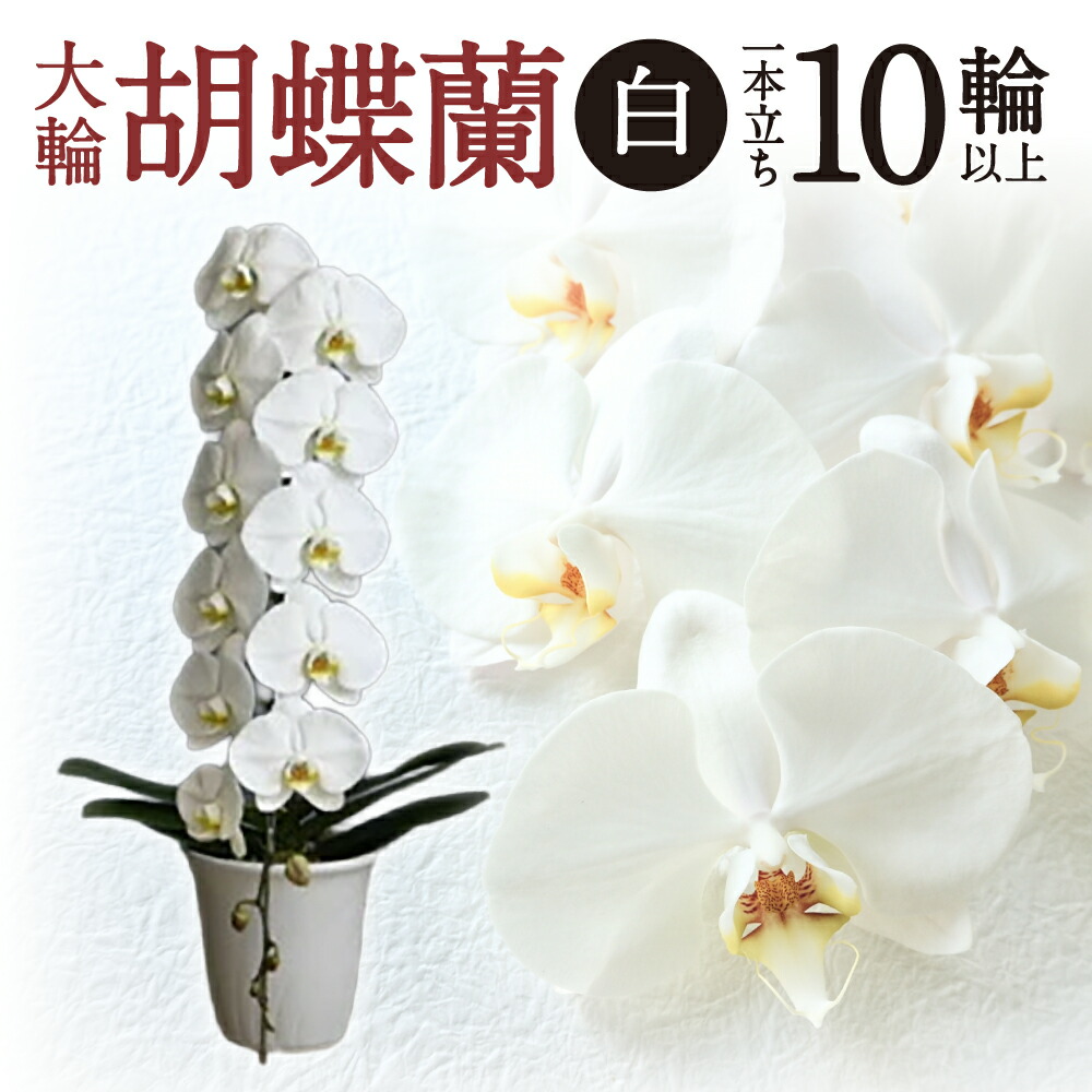 【ふるさと納税】 大輪胡蝶蘭 白 1本立ち 胡蝶蘭 花 寄付 返礼品 お歳暮 ギフト プレゼント お祝い 贈り物 ふるさと納税 滋賀県 近江 東近江 B-H06 綾羽株式会社｜滋賀県東近江市
