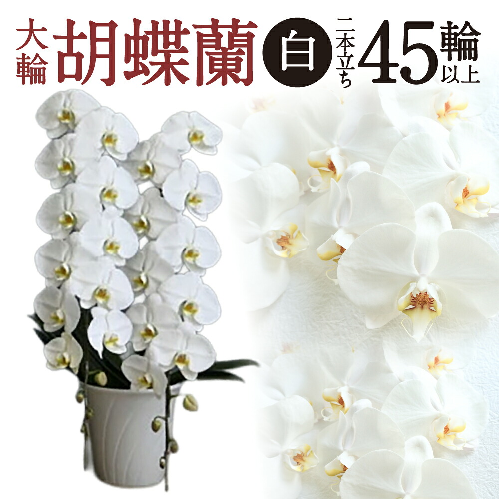 【猛暑打つ手】東近江市に冷やりとしたがいっぱい！