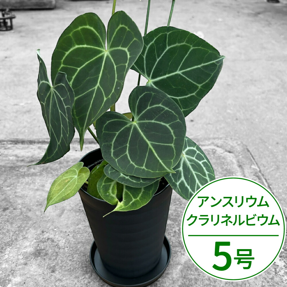 楽天市場】UJ アンスリウム ワロクアーナム 3.5号 アーバンジャングル