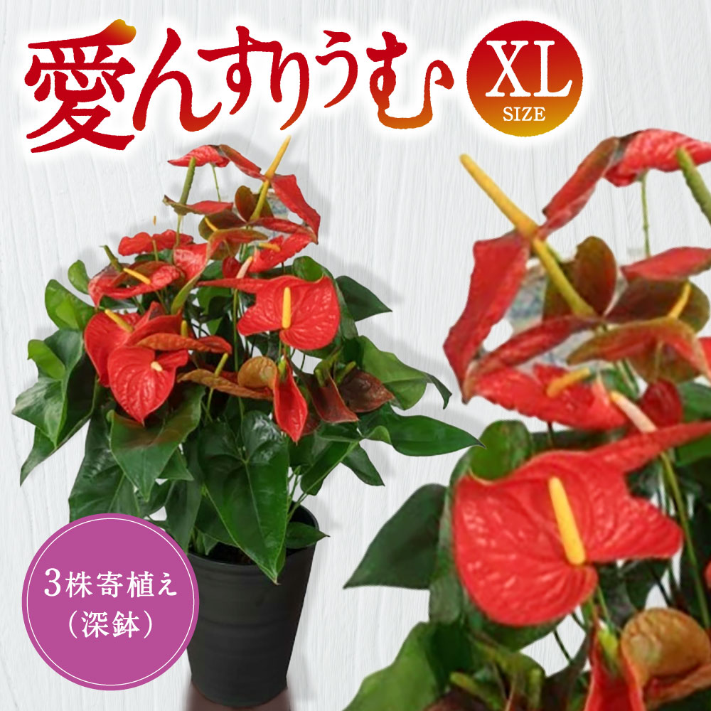 【ふるさと納税】 愛んすりうむ（アンスリウム）ＸＬ-深（３株寄植え／深鉢） 花 きれい お中元 自宅用 家庭用 国産 冷蔵 返礼品 寄付 お歳暮 お祝い 贈り物 故郷納税 滋賀県 東近江 近江 D-E24 湖東フラワー｜滋賀県東近江市