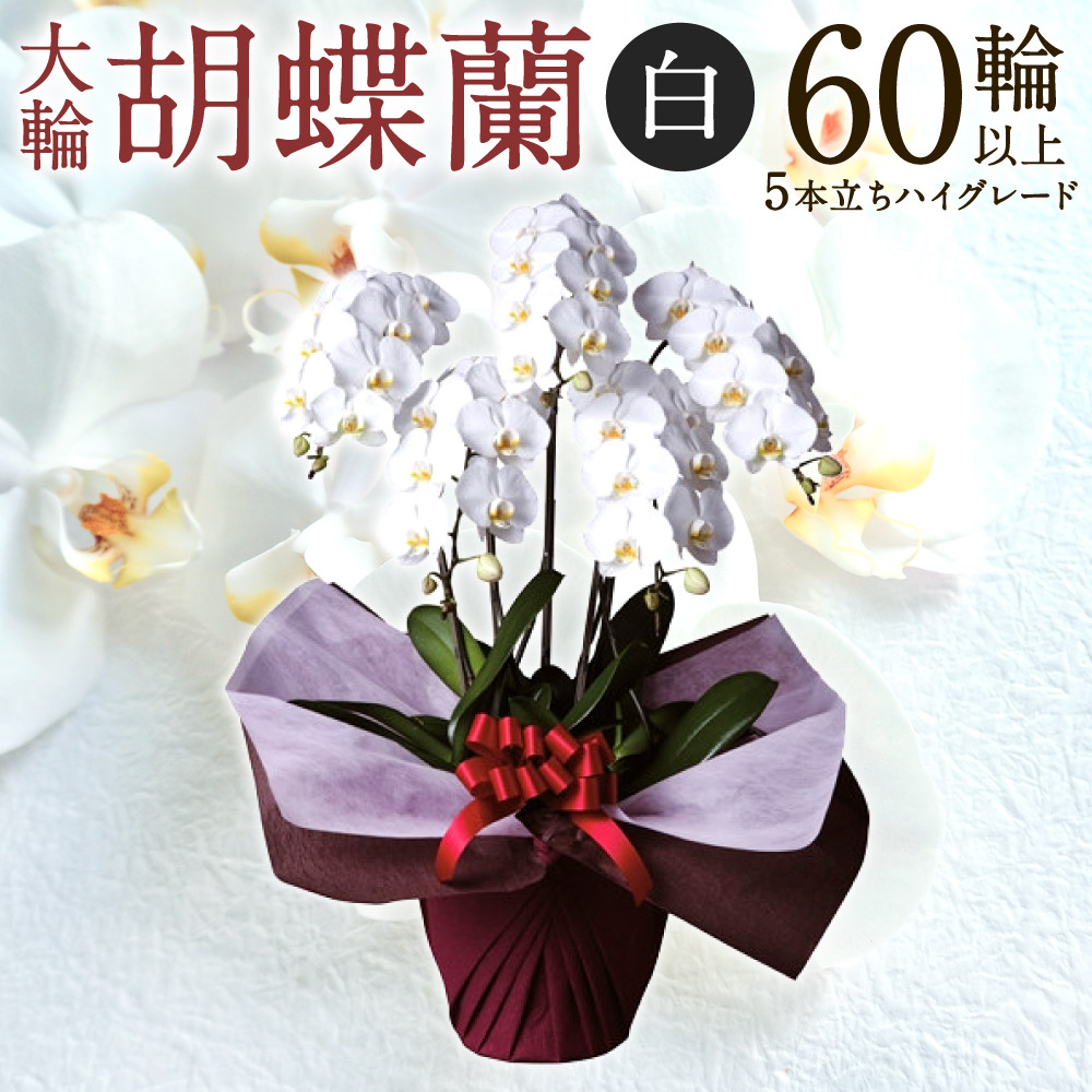 【猛暑打つ手】東近江市に冷やりとしたがいっぱい！