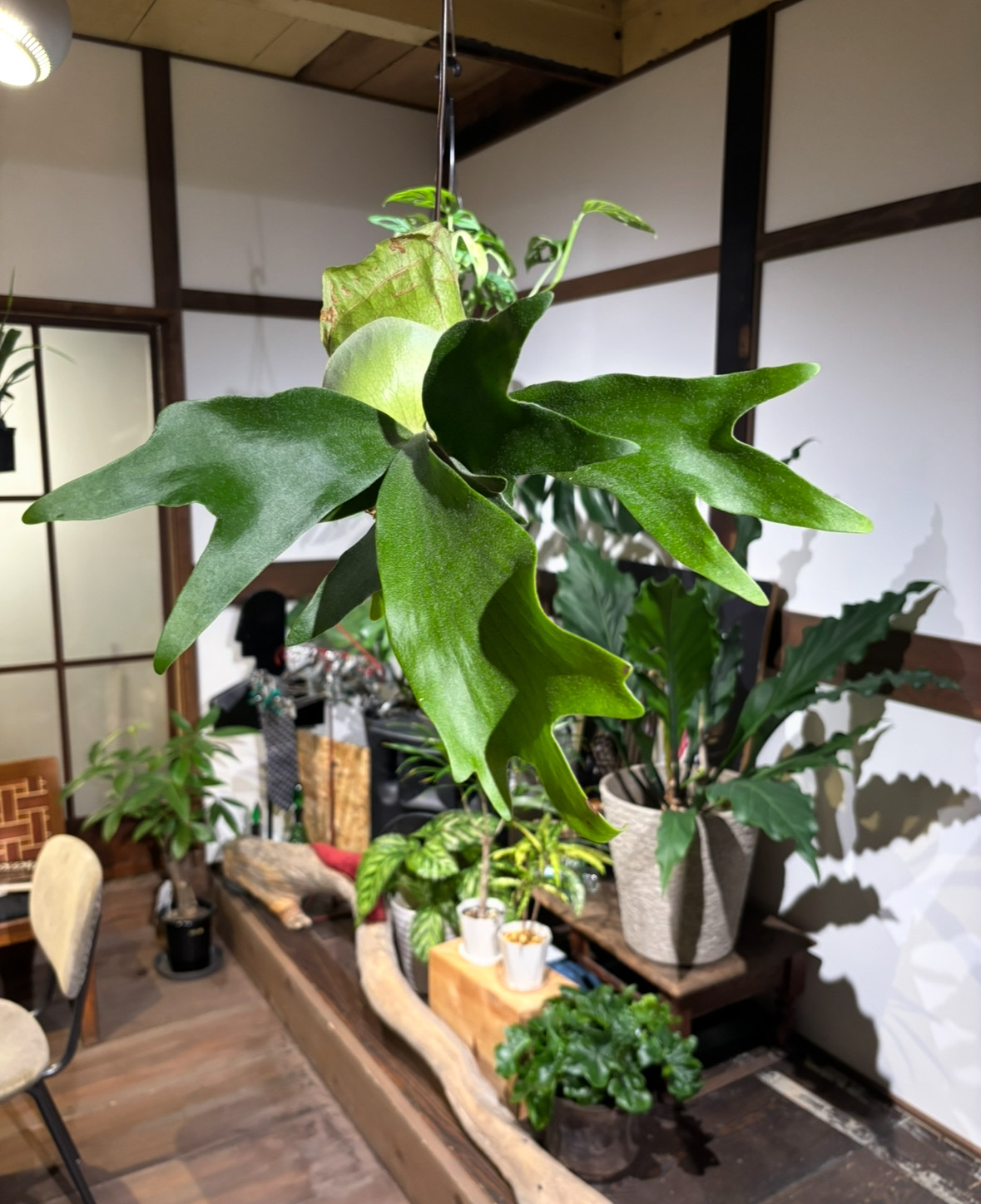 【ふるさと納税】ビカクシダ苔玉 Ichirensoo 滋賀県東近江市 B29 ビカクシダ 苔玉 観葉植物 インテリア グリーン 癒やし 珍しい 初心者 ギフト
