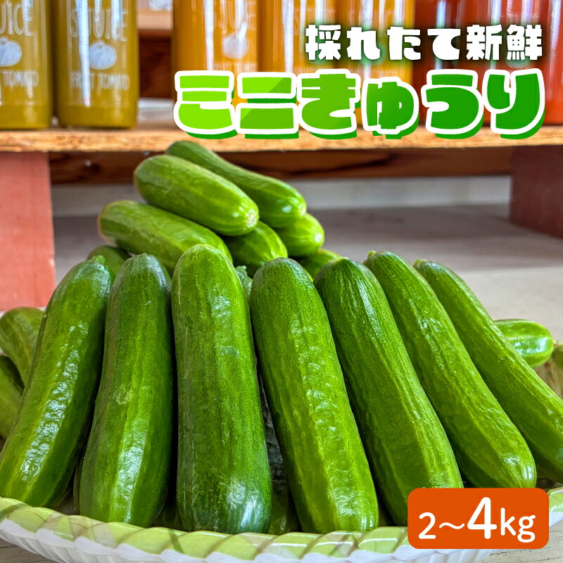 【ふるさと納税】 【先行予約】 きゅうり 選べる 2 kg / 4 kg ミニ キュウリ 胡瓜 野菜 | 滋賀県 日野町 ファームケイ FK005SKU｜滋賀県日野町