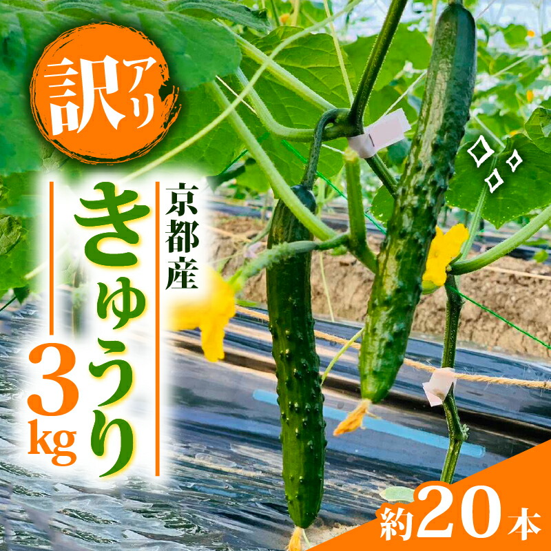 【ふるさと納税】 【訳アリ】きゅうり 3kg 訳あり 京都府 野菜 サラダ おつまみ 夏 漬物 ボリューム ファミリー 料理 キュウリ 20本