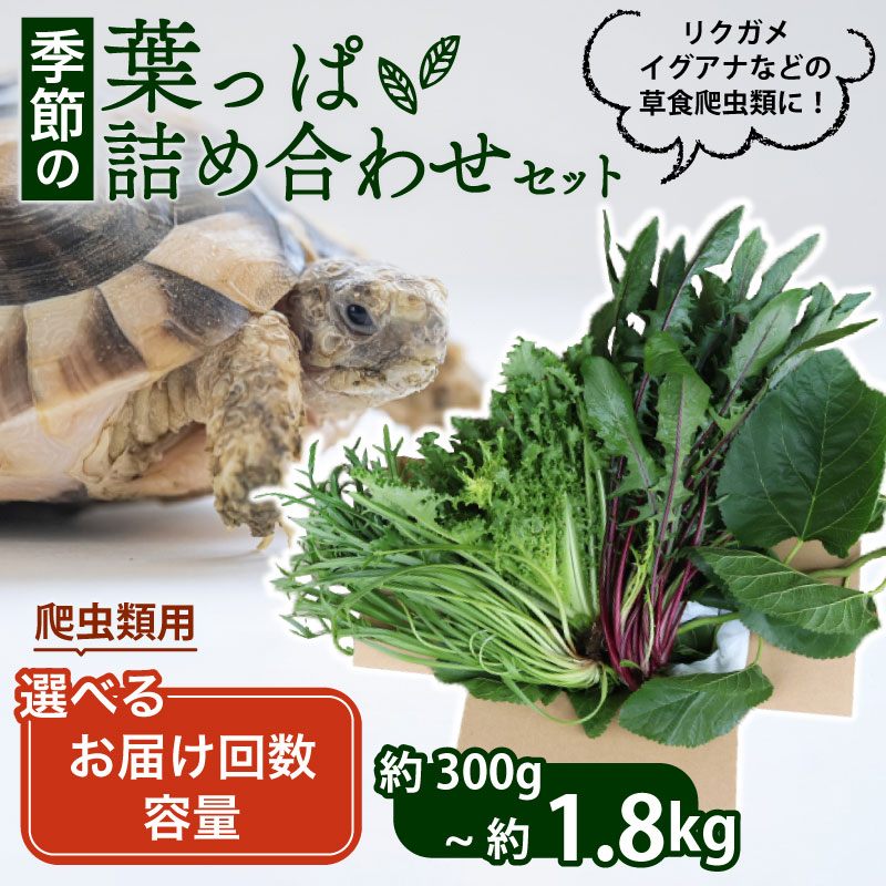 【ふるさと納税】 【爬虫類用】 季節の葉っぱ詰め合わせ セット 選べる 容量 お届け回数 ( 草食 雑食 爬虫類 ペットフード ペット リクガメ カメ イグアナ 動物 ごはん ご飯 おやつ 野菜 葉 葉野菜 旬 栄養 安心 新鮮 きよしファーム 南丹市 京都府 京都 )｜京都府