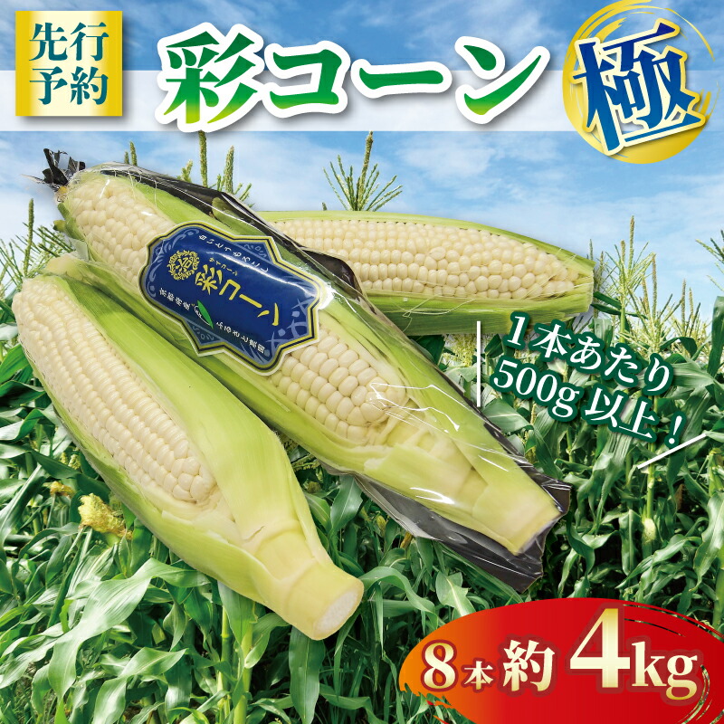 【ふるさと納税】 【2025年6月～7月発送】 彩コーン 極 約4kg 8本 ホワイトコーン とうもろこし 白いとうもろこし コーン スイートコーン 朝食 昼食 夕食 デザート おやつ 糖度 野菜 産地直送 京都 八幡 ふるさと農園