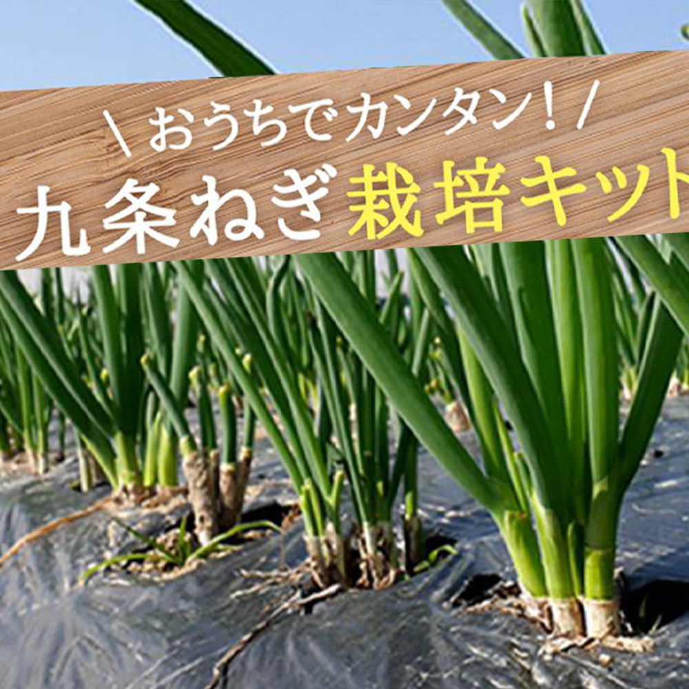 市場 ふるさと納税 つくれる 九条ねぎ栽培キット 〈こと京都〉自宅で 栽培キット 九条ねぎ ねぎ 食べられる