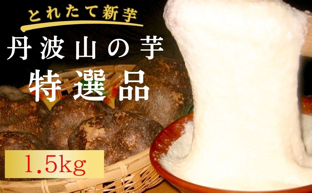 【ふるさと納税】【芋家なか吉】プレミアム丹波山の芋特選品1.５kg | とれたて 11月 京都 京都市 やまいも ギフト 贈り物 贈答 おいしい おすすめ 人気 イモ 芋 いも