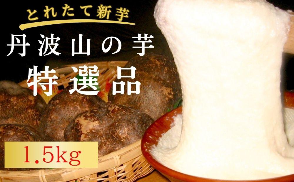 【ふるさと納税】【芋家なか吉】プレミアム丹波山の芋特選品1.５kg［ 京都 芋 いも イモ 新鮮 野菜 人気 おすすめ お取り寄せ 通販 ふるさと納税 ］ | とれたて 11月 京都 京都市 やまいも ギフト 贈り物 贈答 おいしい おすすめ 人気 イモ 芋 いも