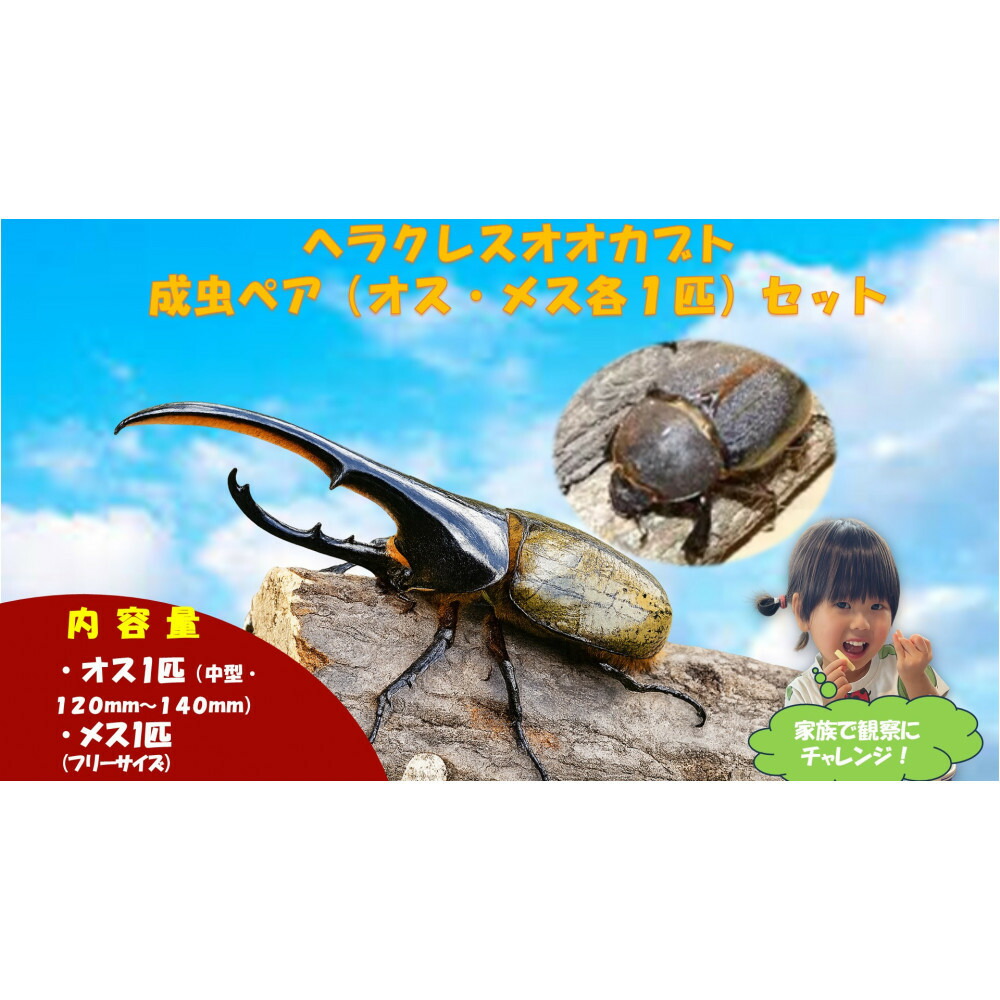 一般受けおせち特集｜2026年おすすめおせち一皿分の料理【京都市ふるさと納税】