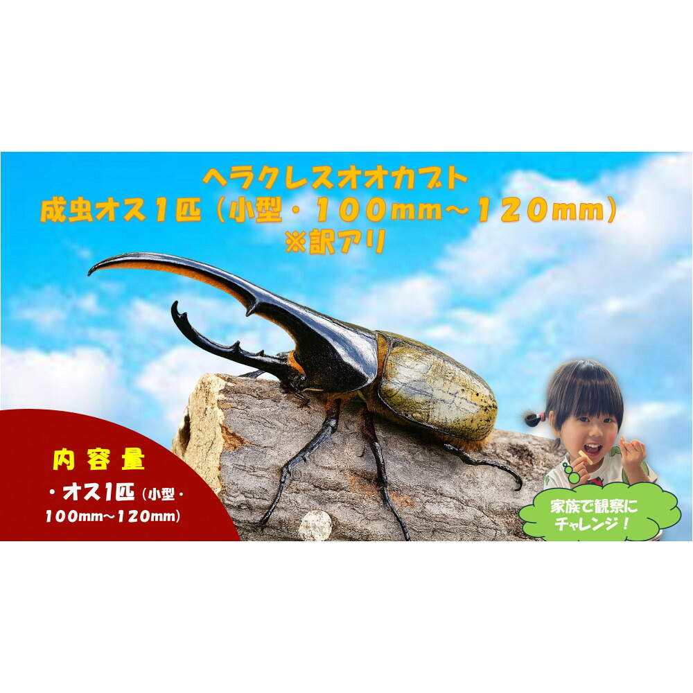 一般受けおせち特集｜2026年おすすめおせち一皿分の料理【京都市ふるさと納税】