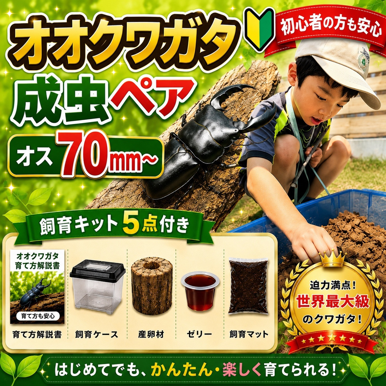 【ふるさと納税】【虹色Farm】オオクワガタ 成虫ペア(オス70ｍｍ～)～初心者の方も安心！飼育キット５点付(育て方解説書・飼育ケース・産卵木・ゼリー・飼育マット)～｜京都 クワガタ 人気［ クワガタ オオクワガタ 成虫 ペア オス メス 人気 おすすめ 自由研究 夏休み ］｜京都府京都市